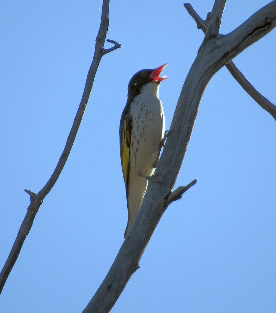 Painted Honeyeater