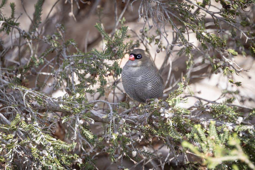 Beautiful Firetail