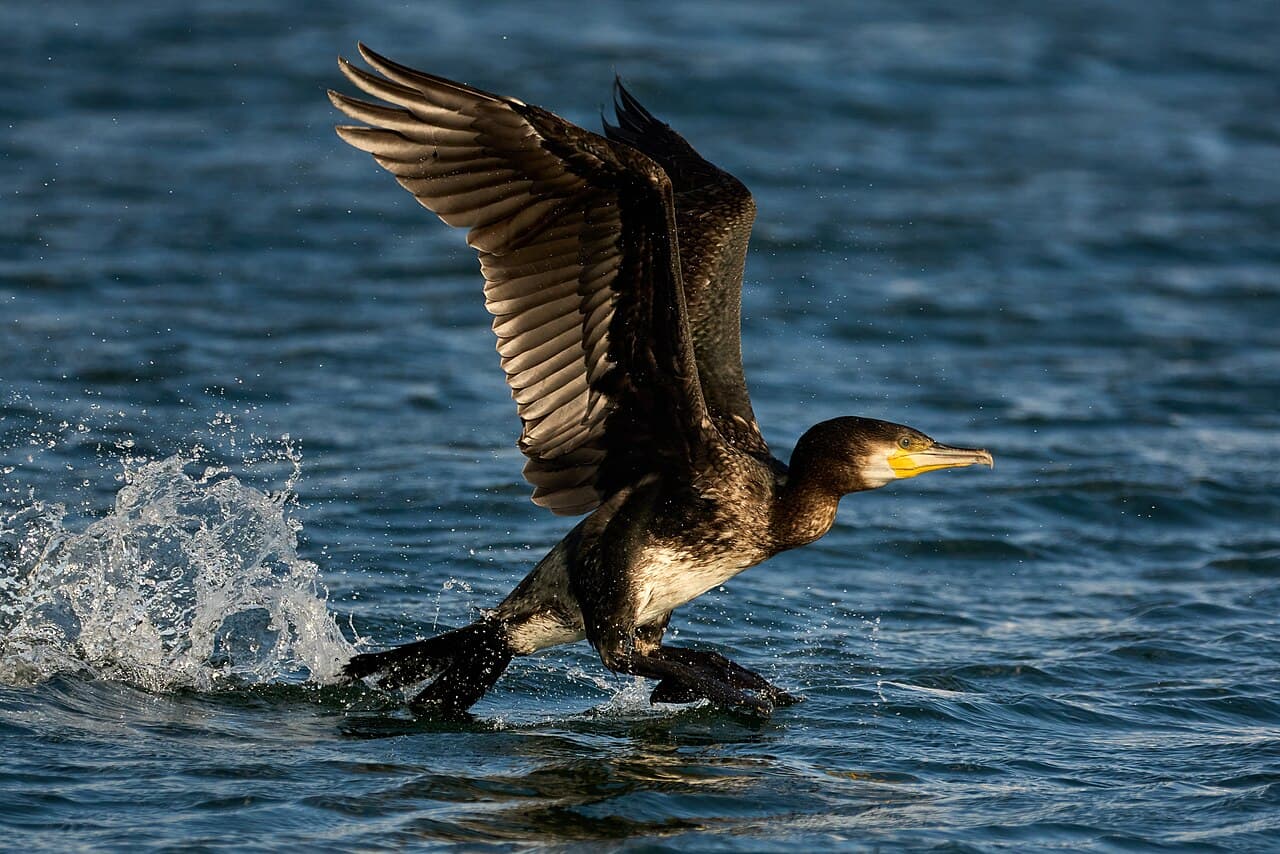 Great Cormorant