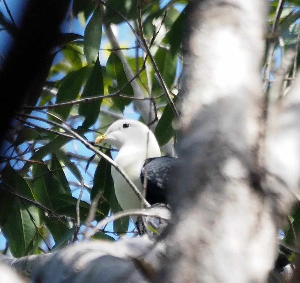 Black-banded Fruit Dove