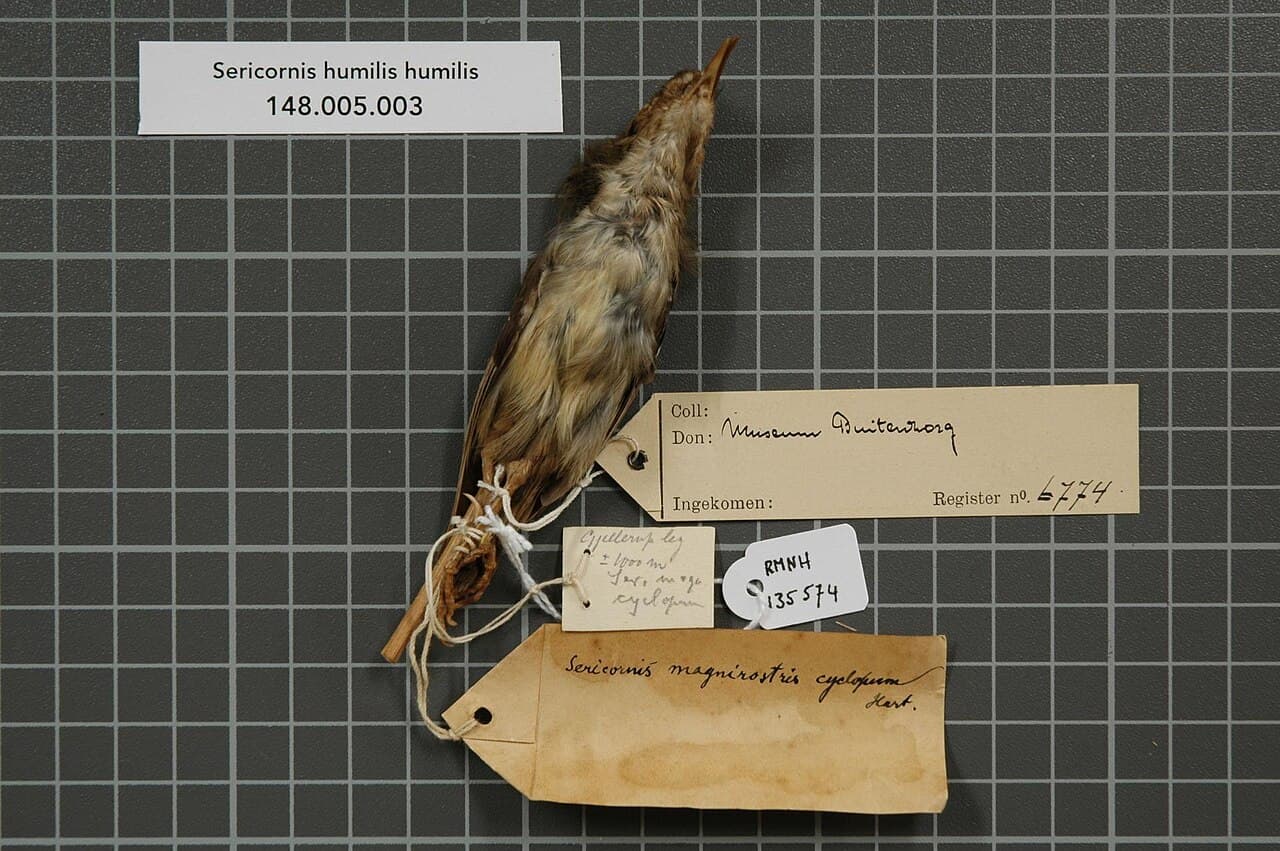 Tasmanian Scrubwren