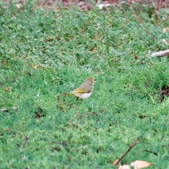 White-plumed Honeyeater