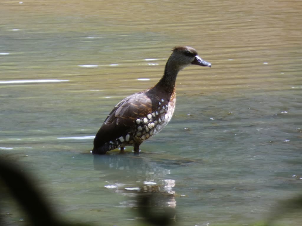 Spotted Whistling Duck
