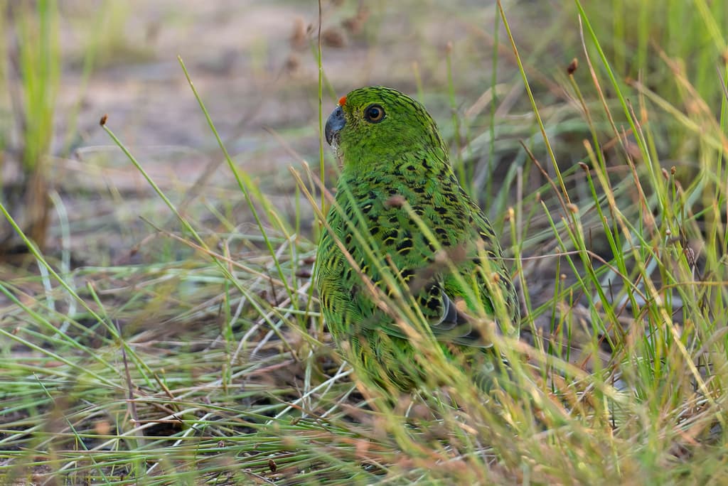 Ground Parrot