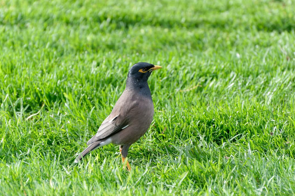 Common Myna