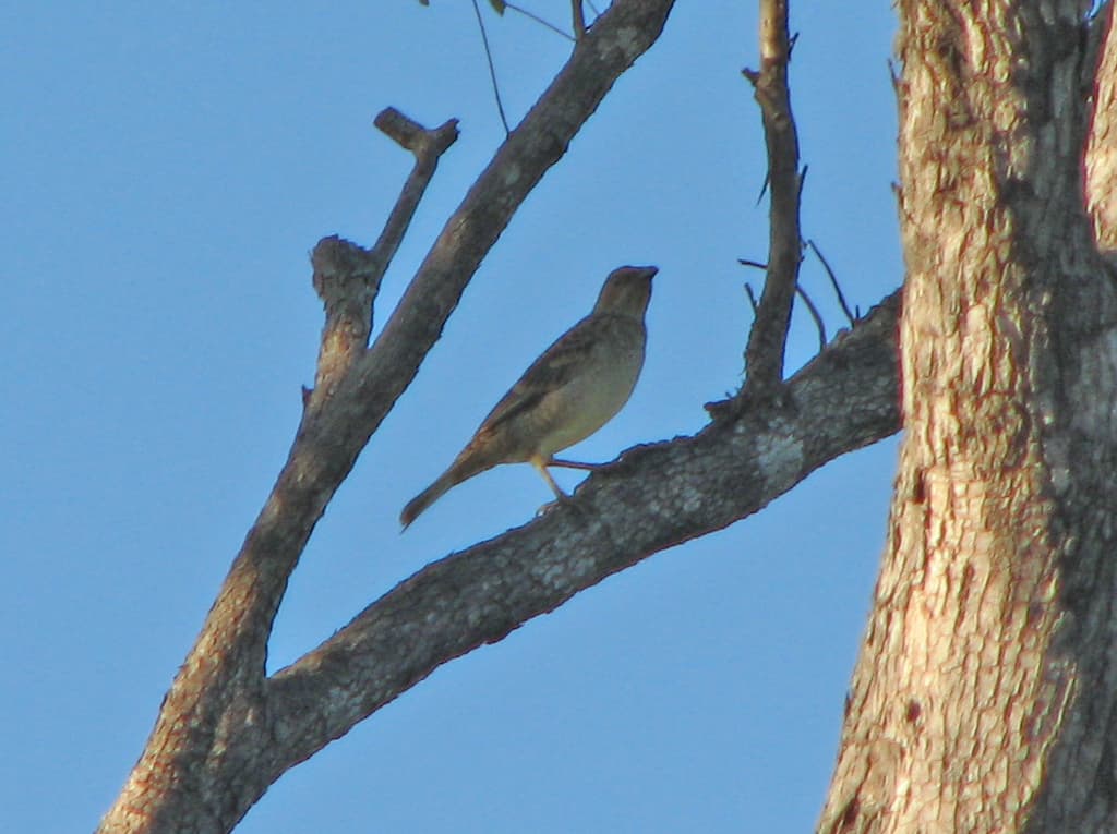 Spotted Bowerbird