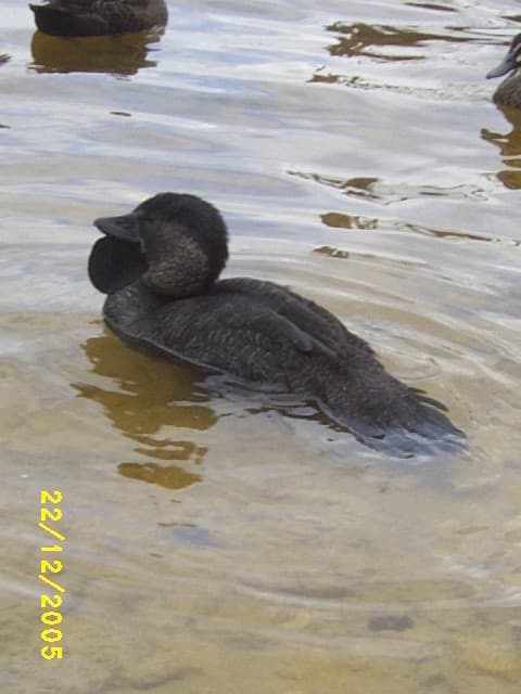 Musk Duck