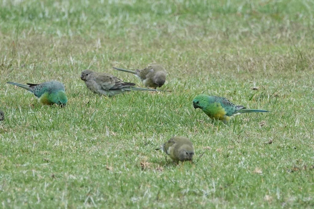 Red-rumped Parrot