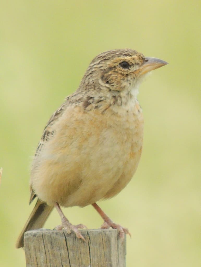 Singing Bush Lark