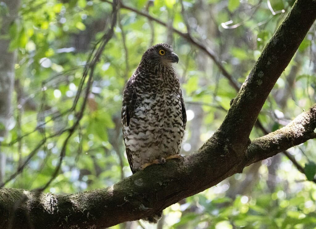 Powerful Owl