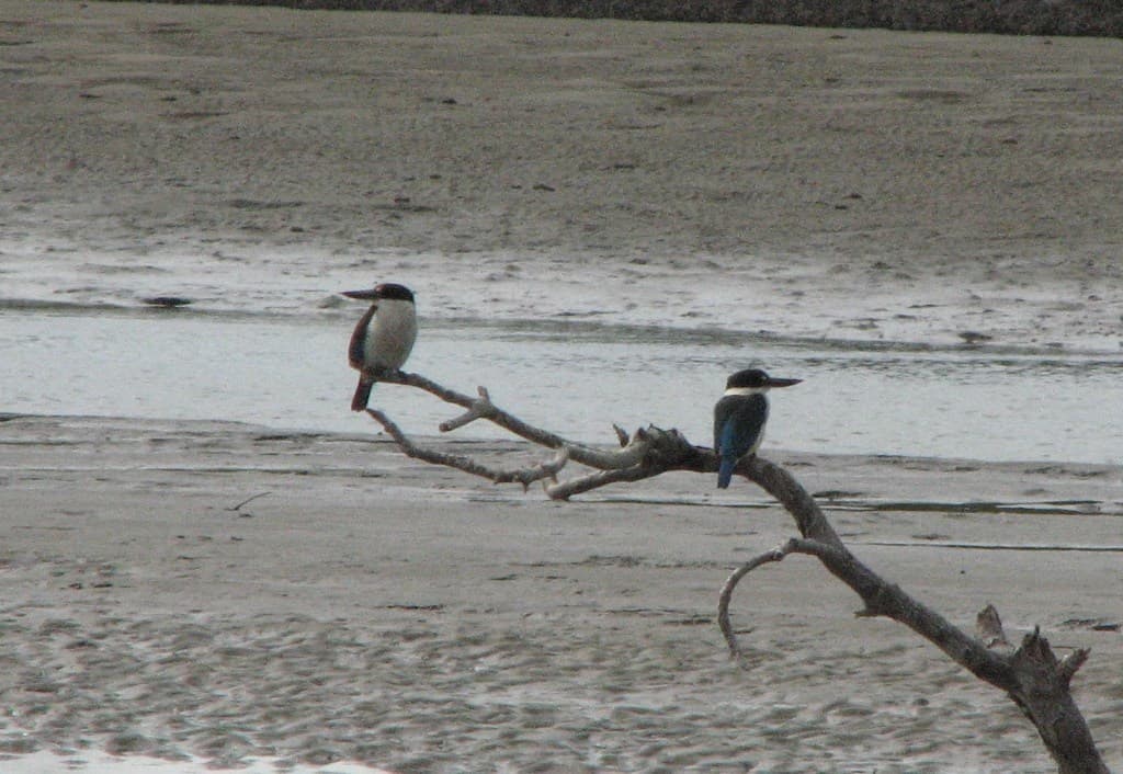 Collared Kingfisher
