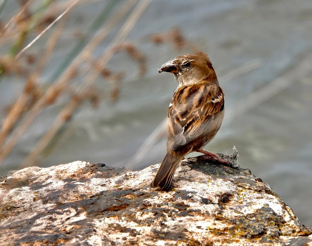 House Sparrow