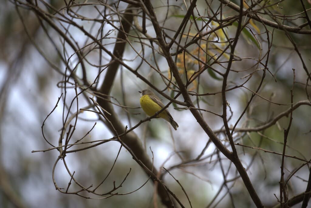 White-throated Gerygone