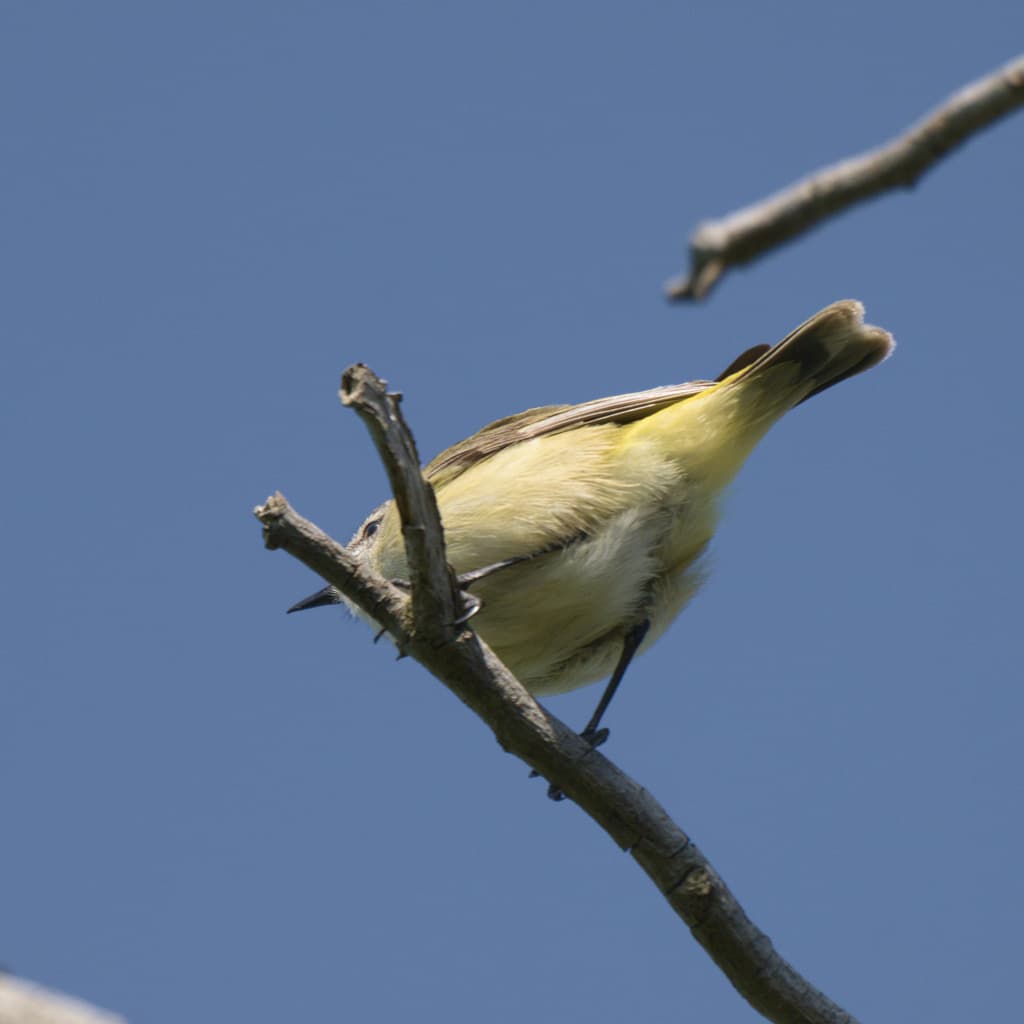 Yellow-rumped Thornbill