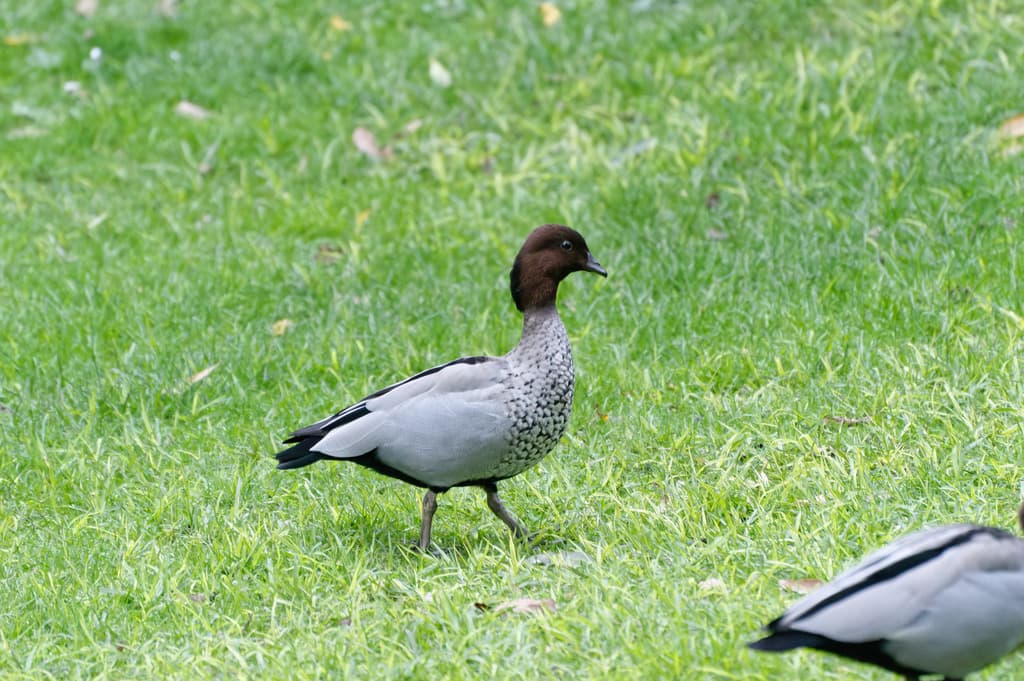Maned Duck