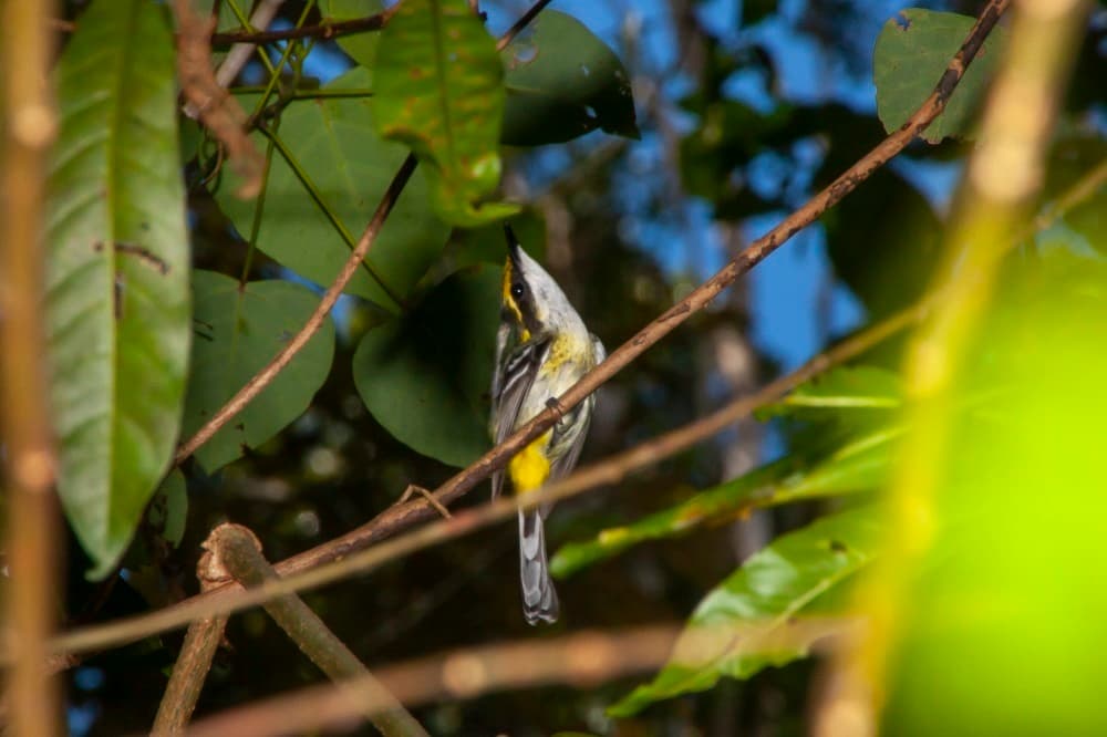 Yellow-breasted Boatbill