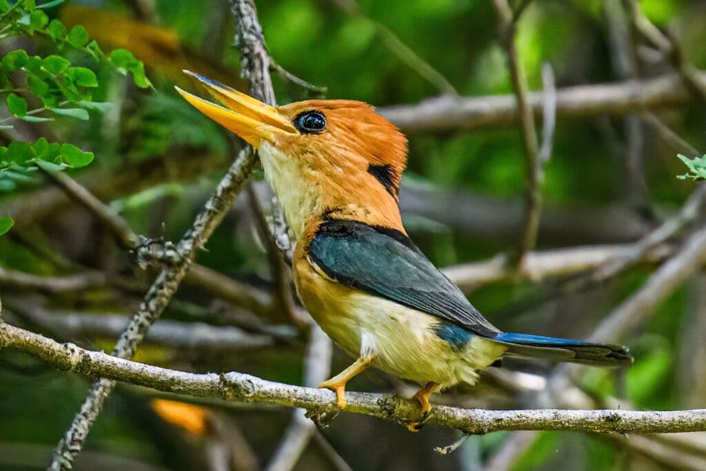 Yellow-billed Kingfisher