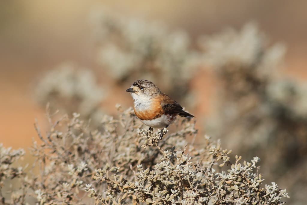 Chestnut-breasted Whiteface