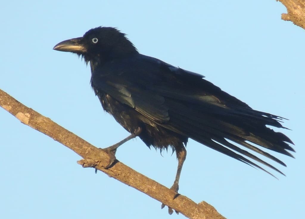 Torresian Crow