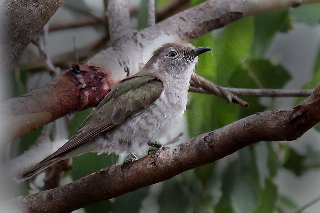 Shining Bronze Cuckoo