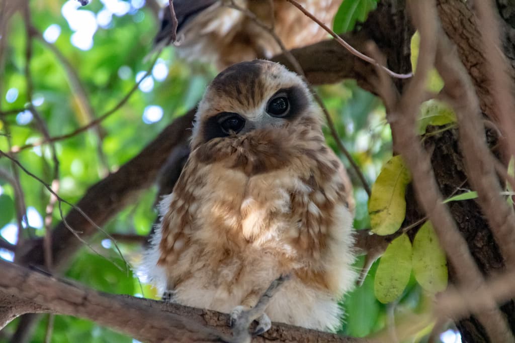 Morepork