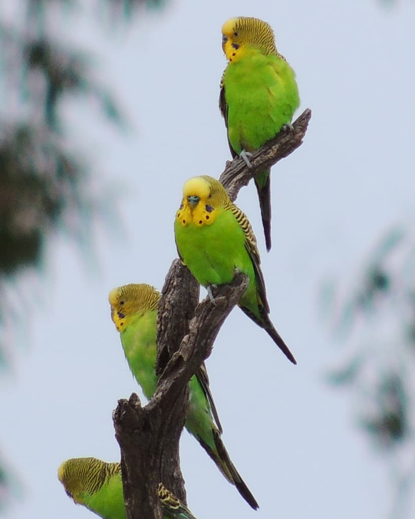 Budgerigar