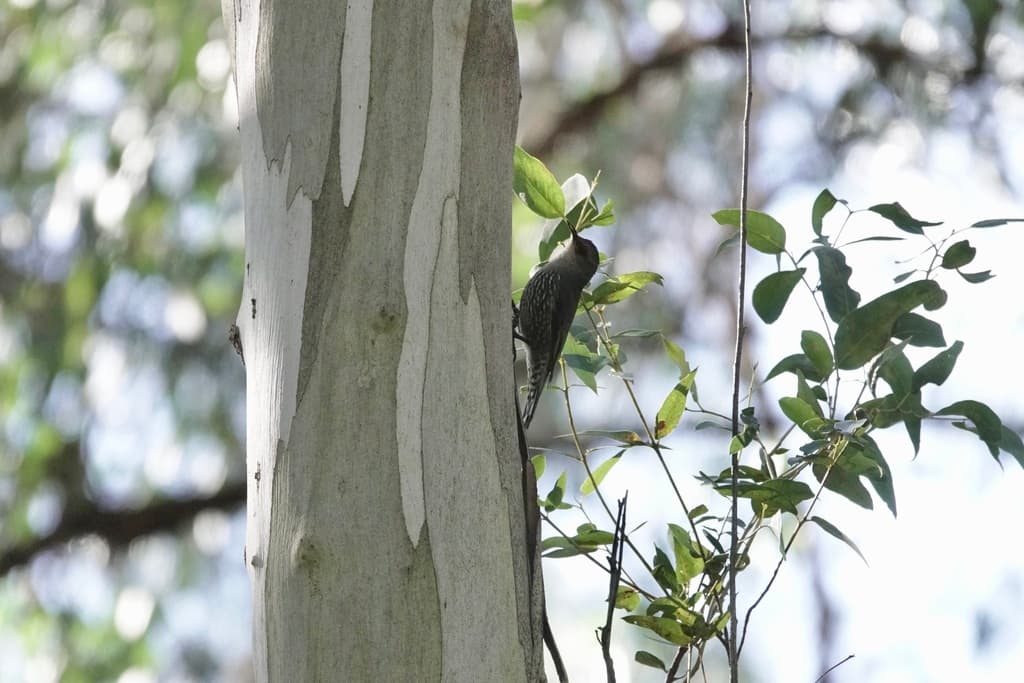 Red-browed Treecreeper