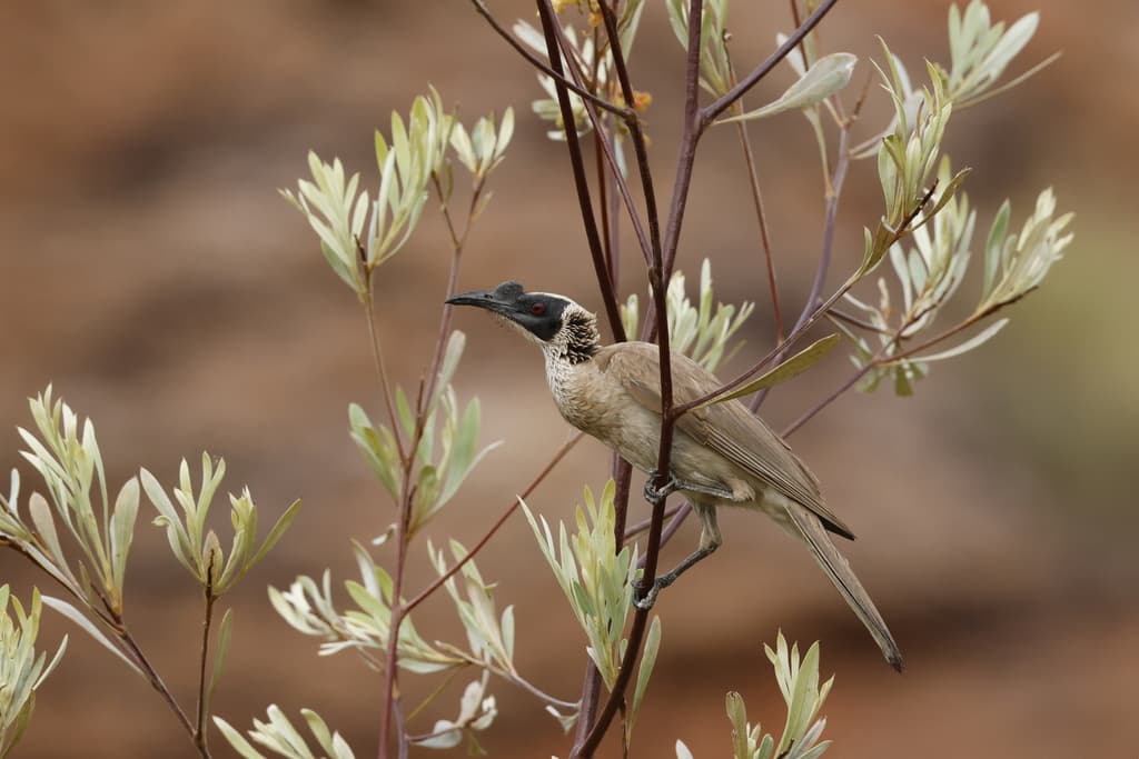 Silver-crowned Friarbird