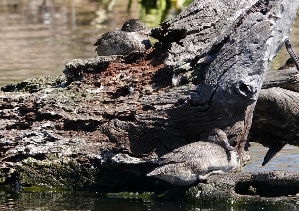 Freckled Duck