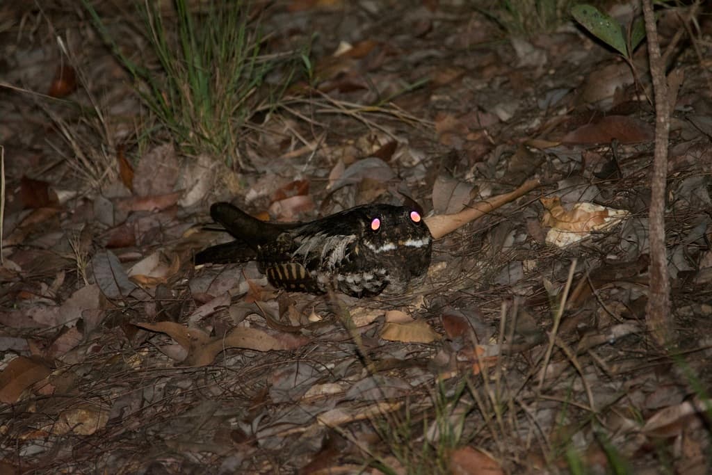 Large-tailed Nightjar
