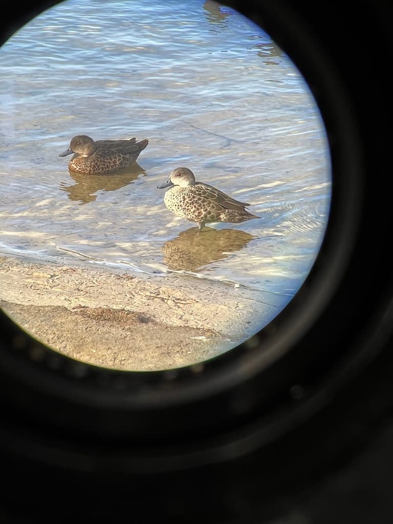 Grey Teal