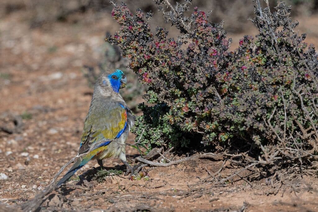 Eastern Bluebonnet