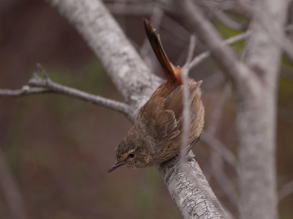 Chestnut-rumped Heathwren