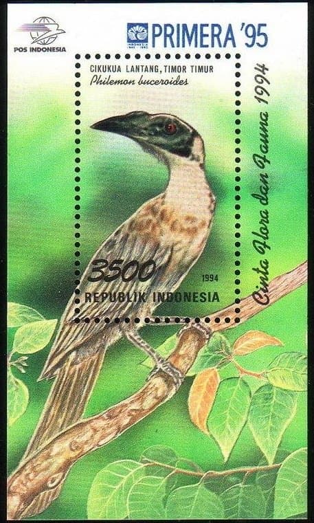 Helmeted Friarbird