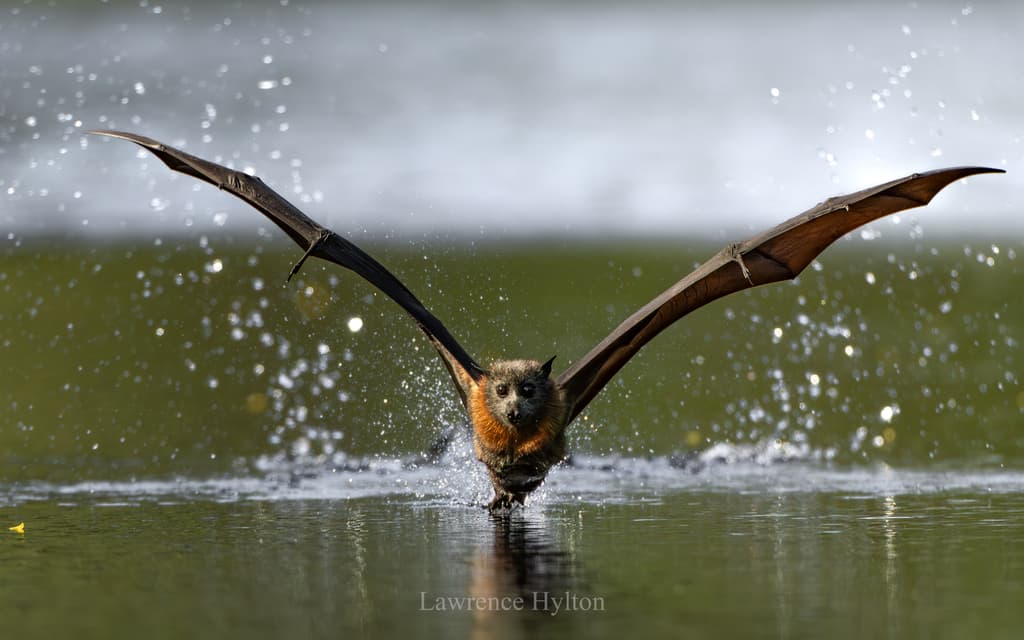Hoary-headed Grebe