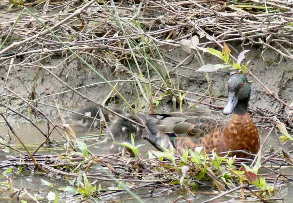 Chestnut Teal