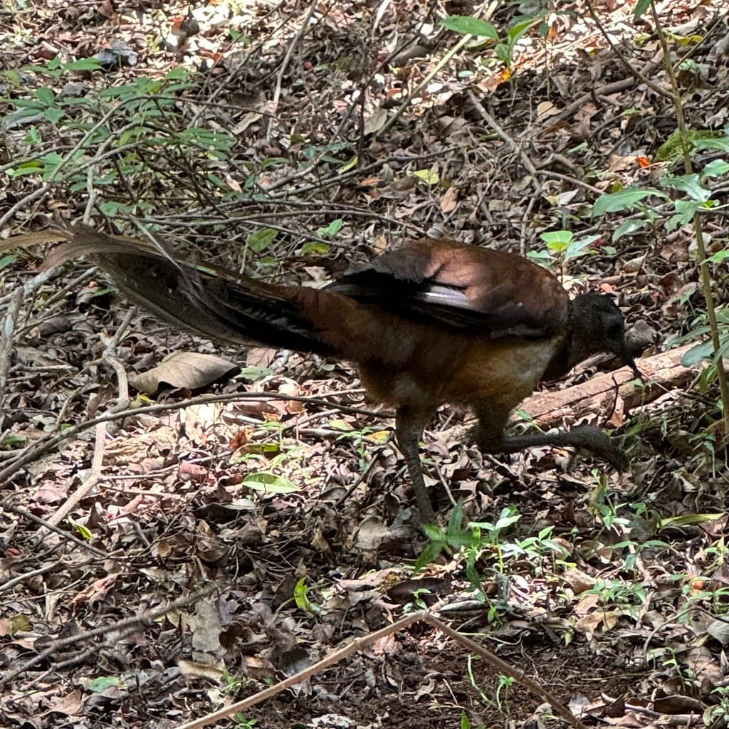 Albert's Lyrebird