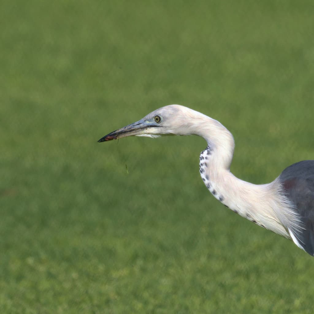 White-necked Heron