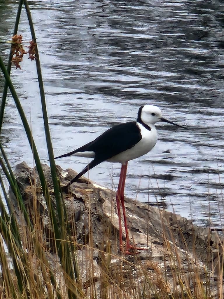 Black-winged Stilt