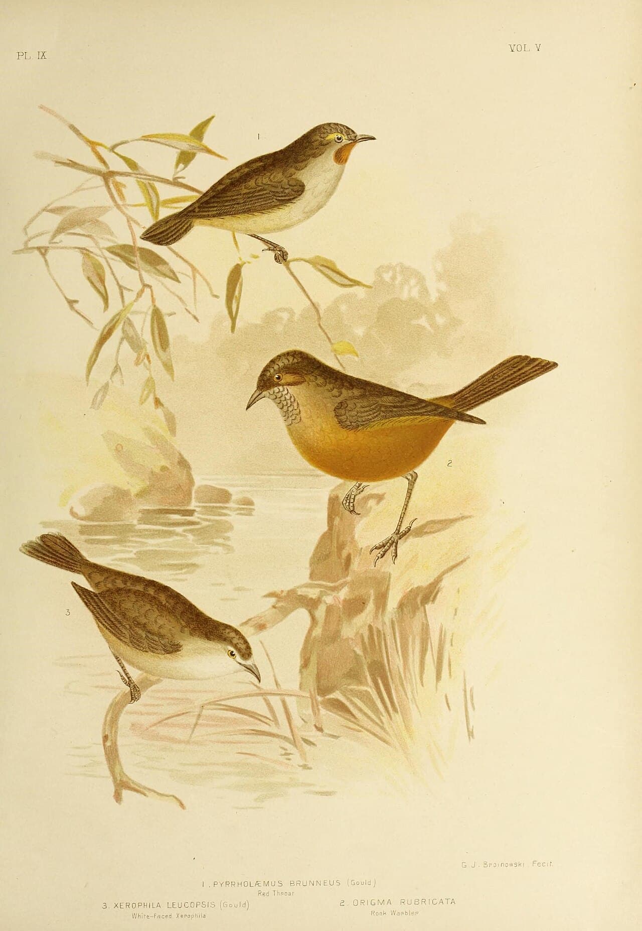 Rockwarbler