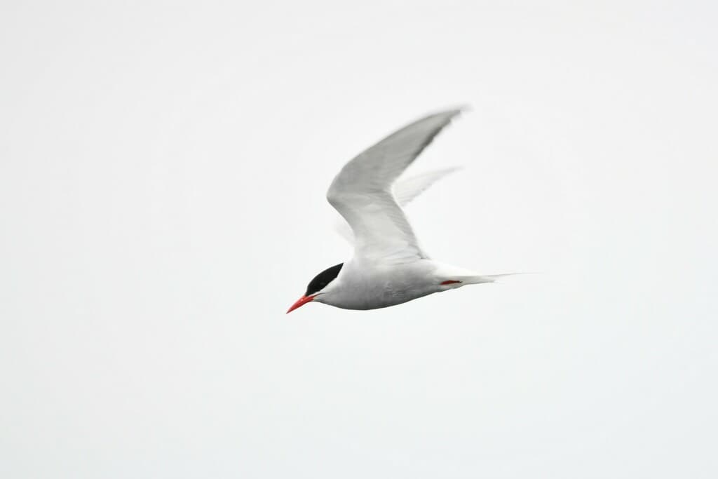 Antarctic Tern