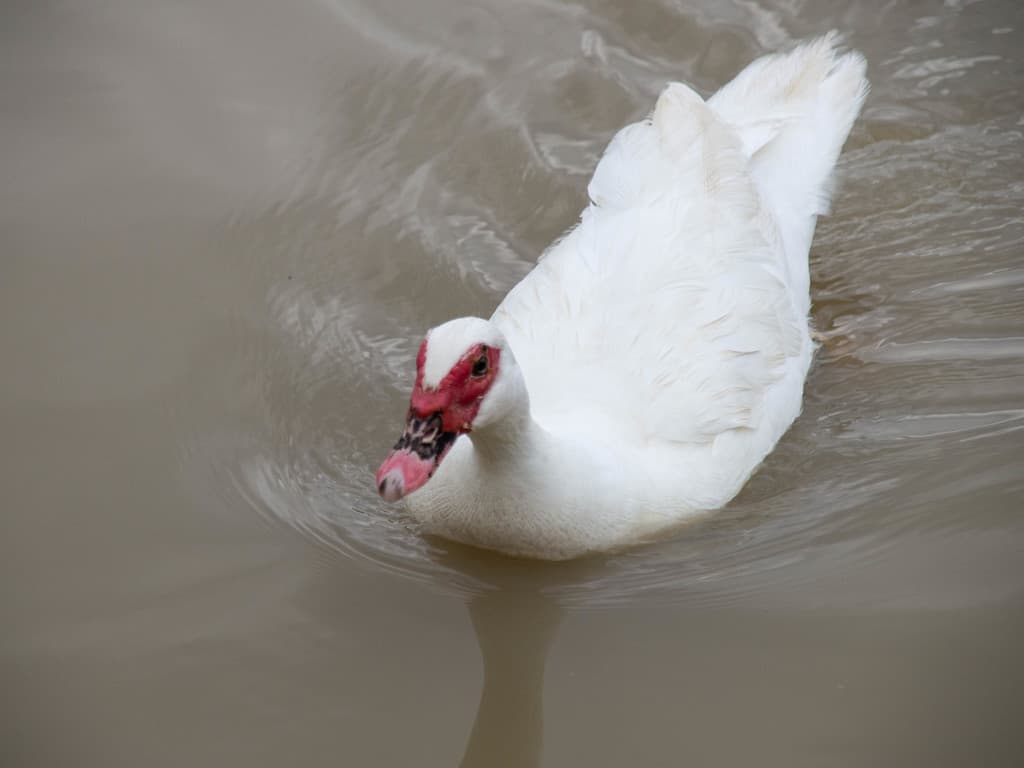 Muscovy Duck