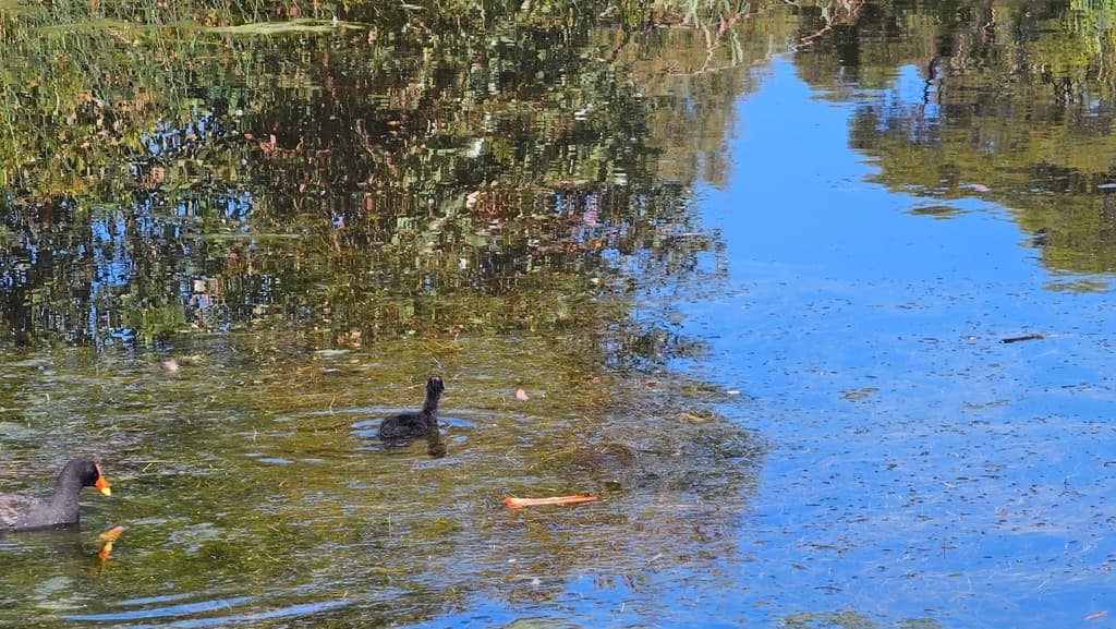 Dusky Moorhen