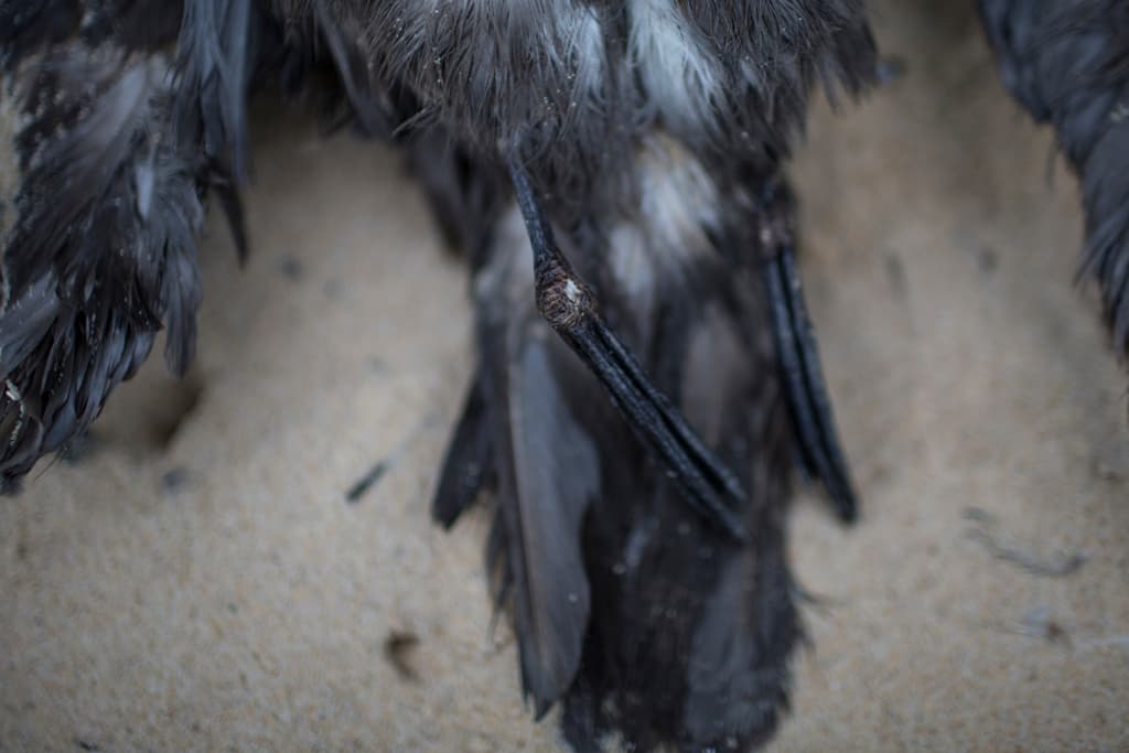Grey-faced Petrel