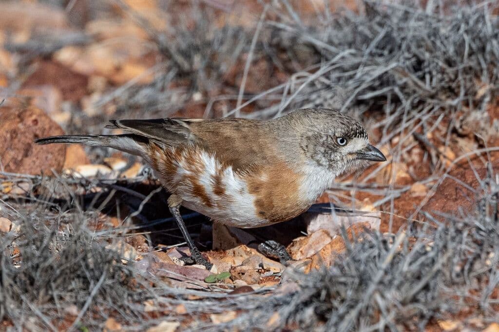 Chestnut-breasted Whiteface