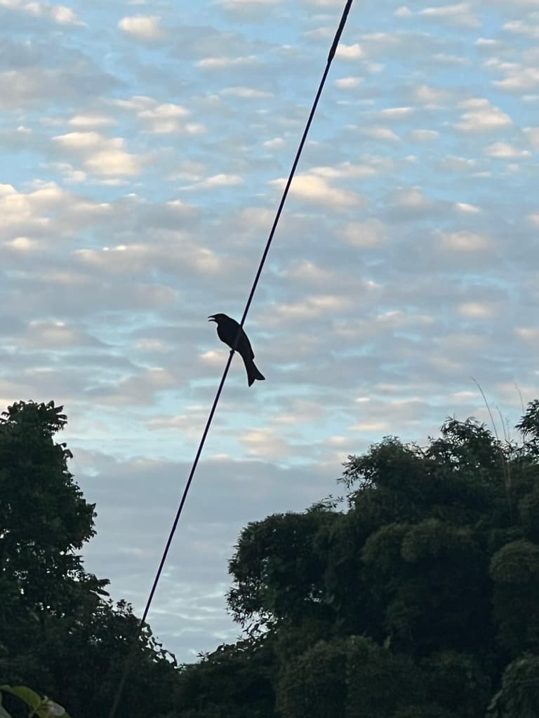 Spangled Drongo