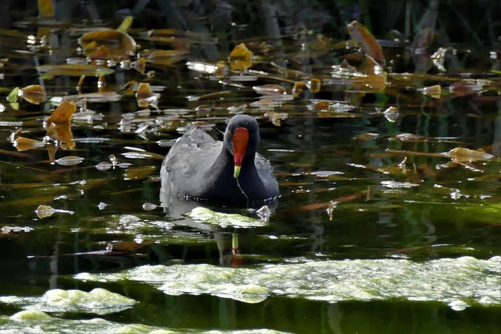 Dusky Moorhen
