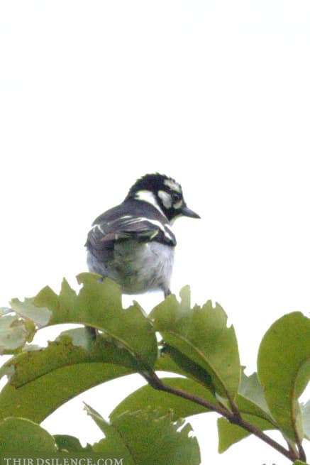 White-eared Monarch