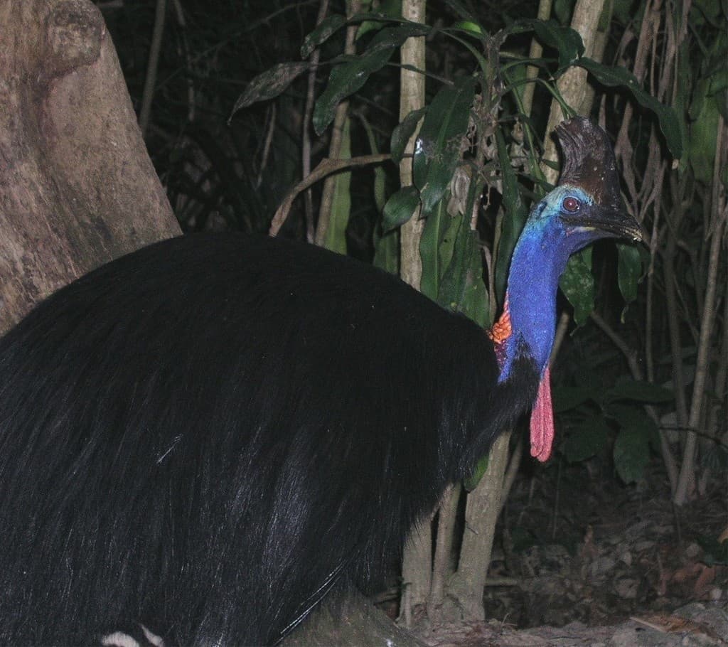 Southern Cassowary
