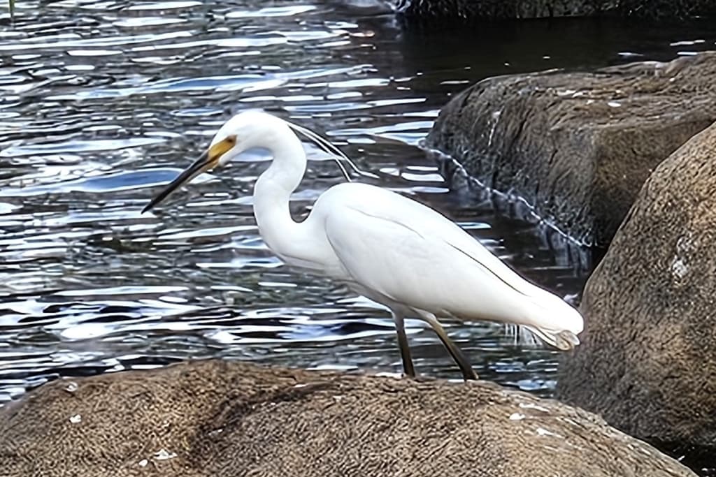 Little Egret